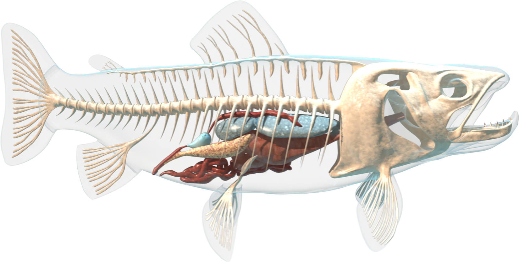 EDU0460_fiskar_STILLBILD_01.png